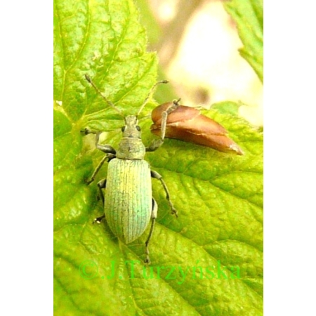 Phyllobius pomaceus Gyllenhal, 1834 Naliściak pokrzywiak